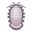 Giant isopod