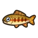 Golden Trout