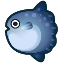 Ocean Sunfish