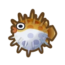 Puffer Fish
