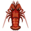 Spiny lobster