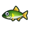 Sweetfish