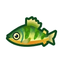 Yellow Perch